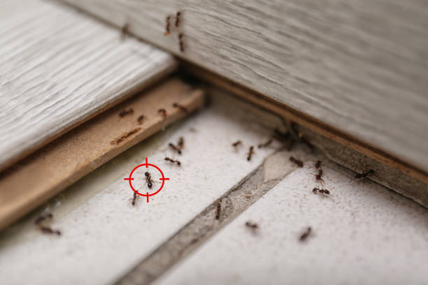 Best Affordable Pest Control Services  in Sweeny, TX