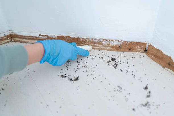 Insect Control in Sweeny, TX